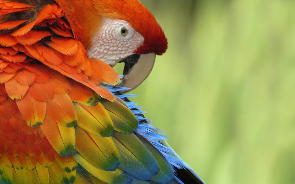 Vivid Parrot Wallpaper: Colorful Feathers in Stunning 1920x1200