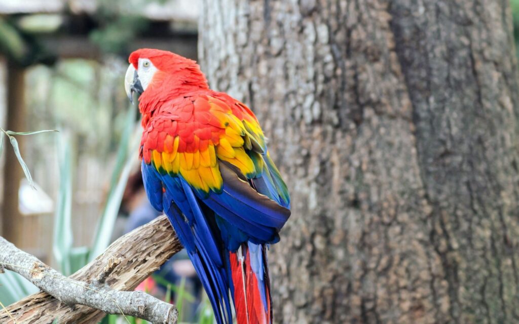 Vibrant 2560x1600 Wallpaper: Colorful Parrot on a Branch