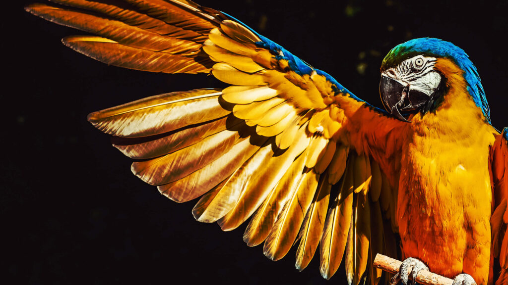Stunning Parrot Wallpaper: Blue & Gold Feathers on Dark Background