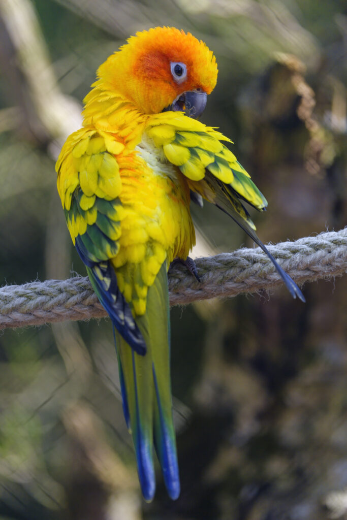 Vibrant Parrot Wallpaper: Colorful Feathers on Natural Background