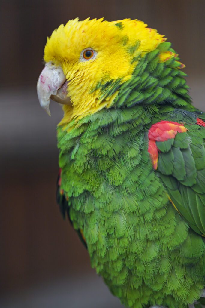 Vibrant Parrot Wallpaper: Bright Green with Yellow & Red Accents