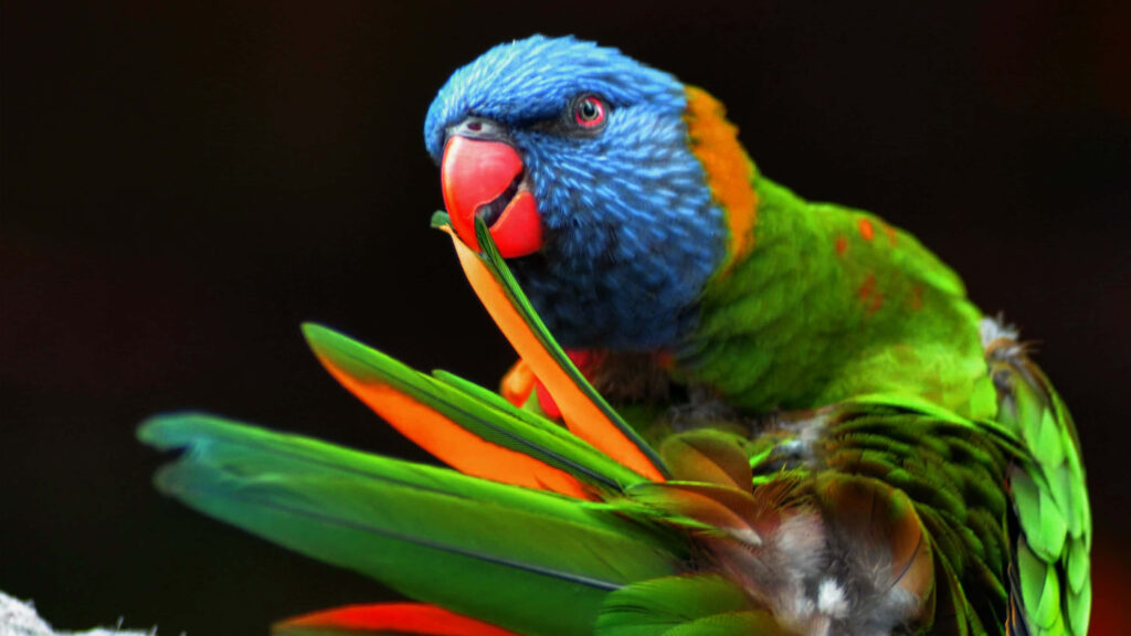 Vibrant Parrot Preening Feathers – Captivating Close-Up Wallpaper