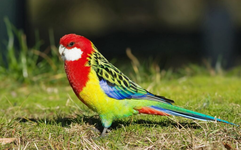Colorful Parrot Wallpaper 1680x1050 - Vibrant Nature Background