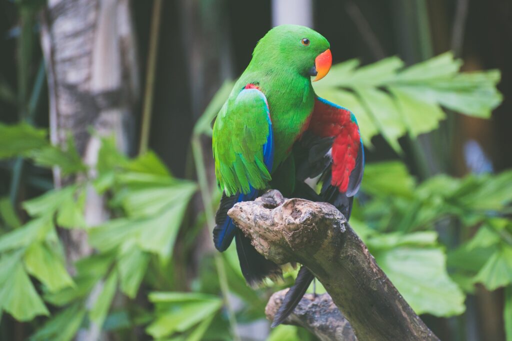 Vibrant Parrot Wallpaper: Colorful Bird on Leafy Background