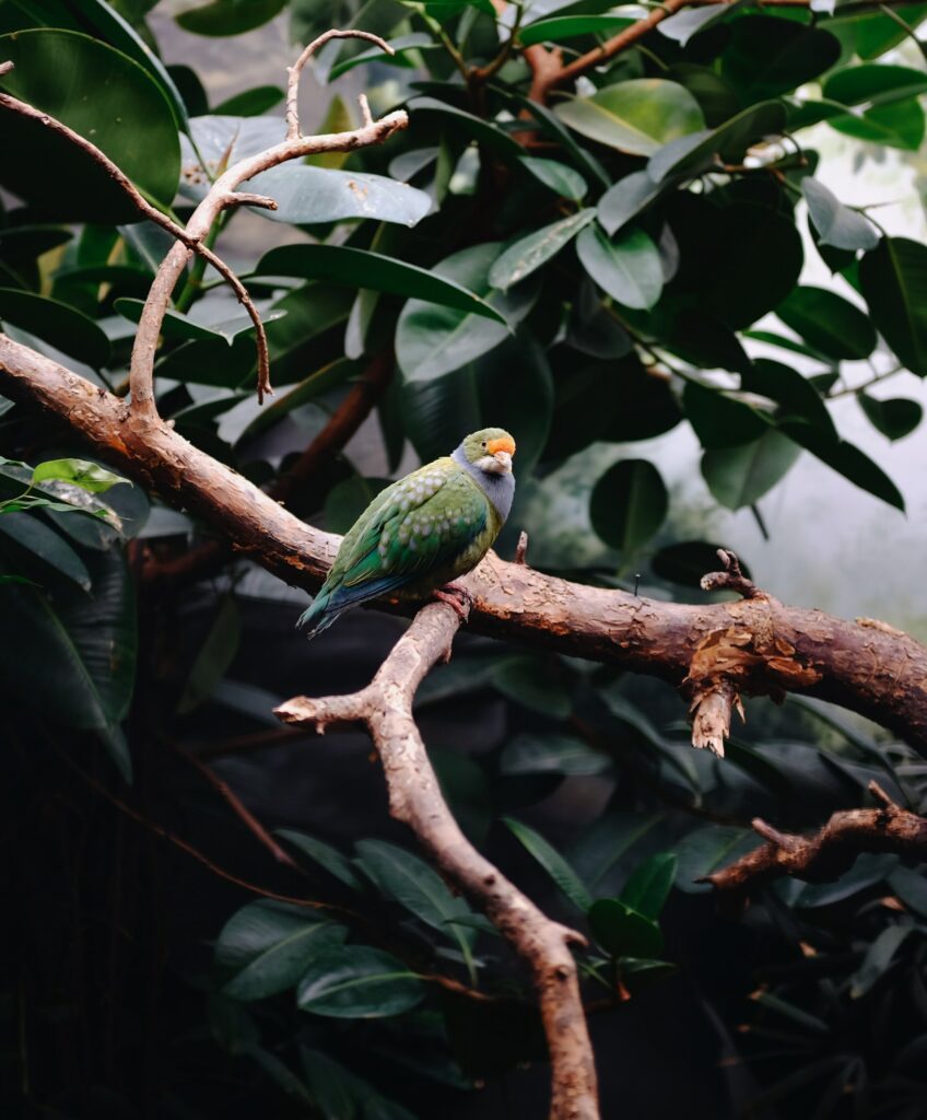 Vibrant Parrot Wallpaper: Colorful Bird Amidst Lush Green Leaves