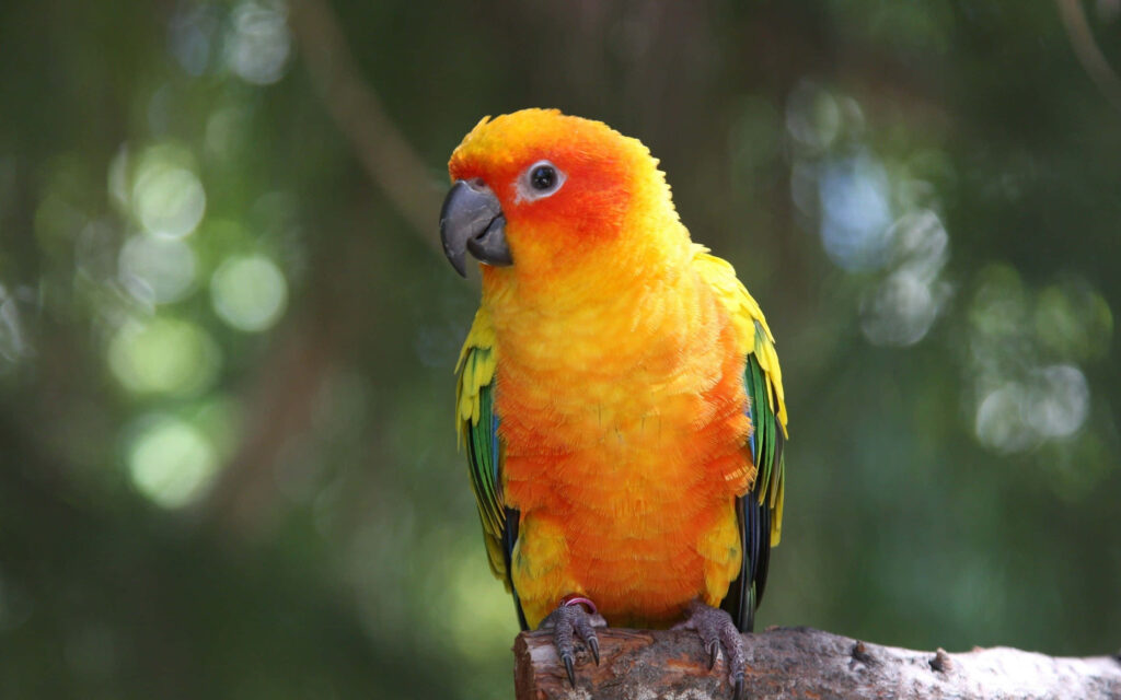 Colorful Parrot Perched in Lush Greenery - Serene Wallpaper Background