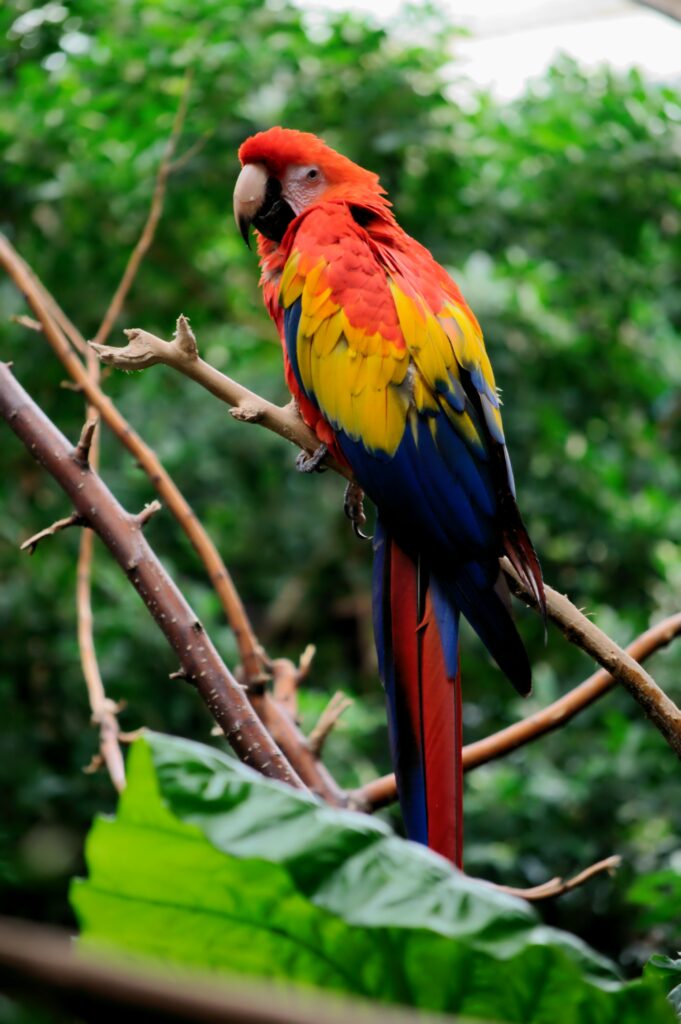 Vibrant Parrot Wallpaper: Tropical Tree Branch Jungle Background