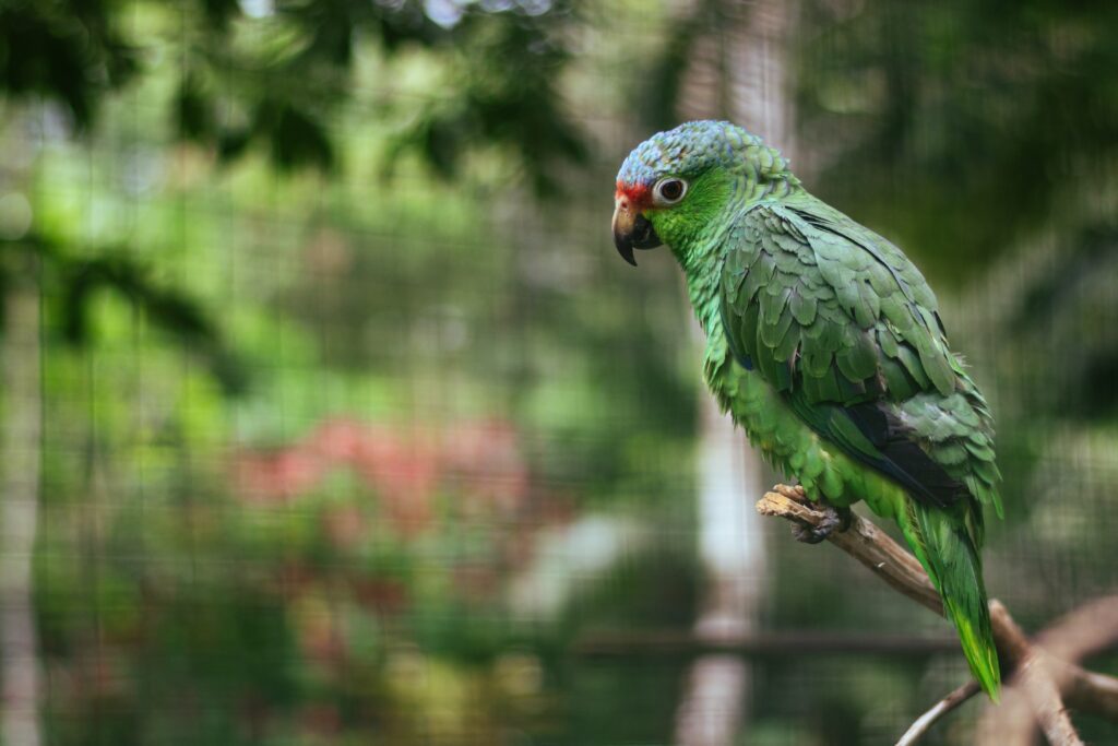 Colorful Parrot Wallpaper – Lush Greenery & Vibrant Scene