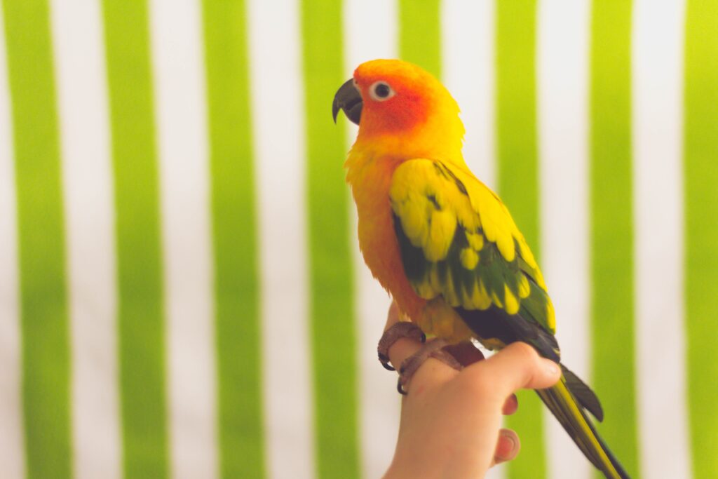 Colorful Parrot Wallpaper on Bold Striped Background