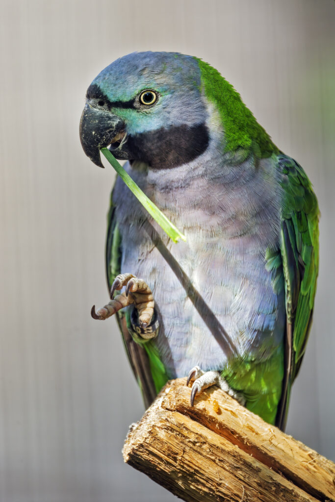 Vibrant Parrot Perched on Log - Stunning Nature Wallpaper