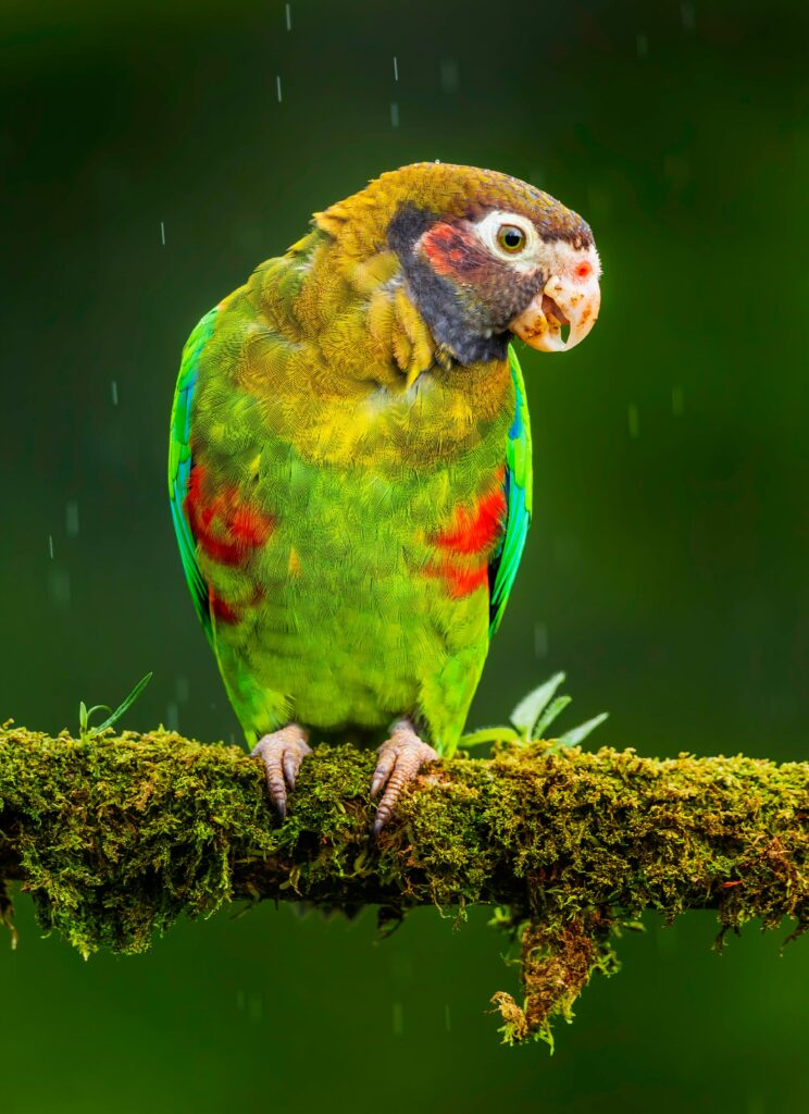 Stunning Parrot Wallpaper: Vibrant Colors on Lush Green Background