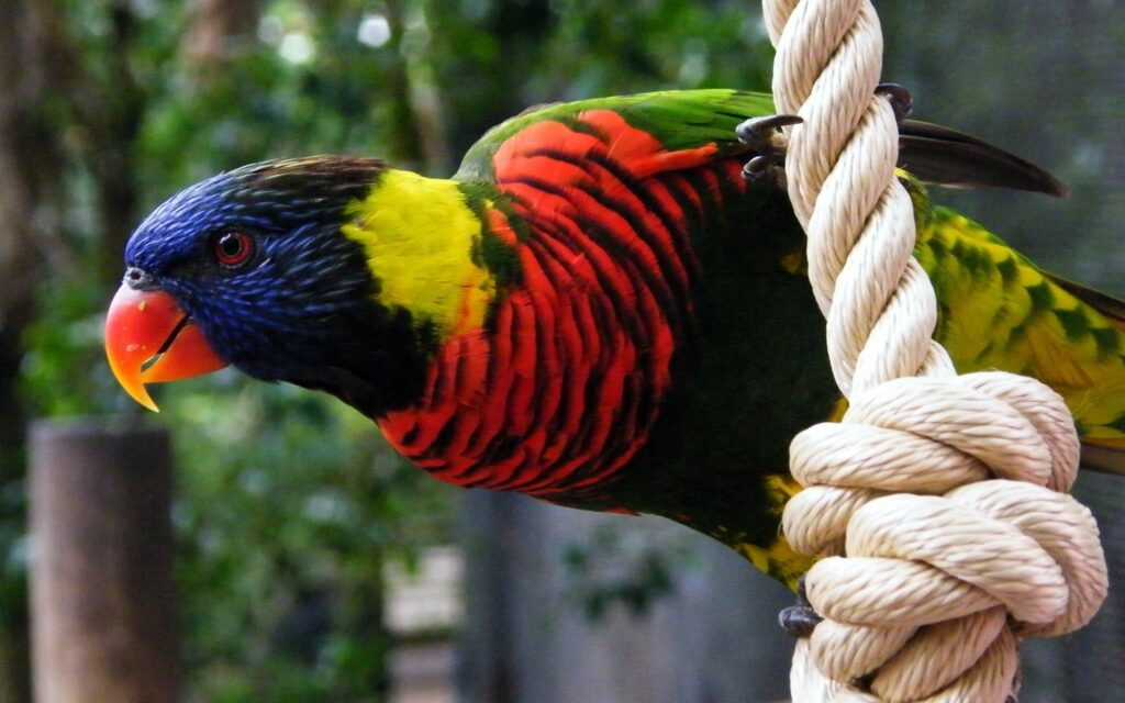 Colorful Parrot on Rope: Vibrant Exotic Wallpaper Background