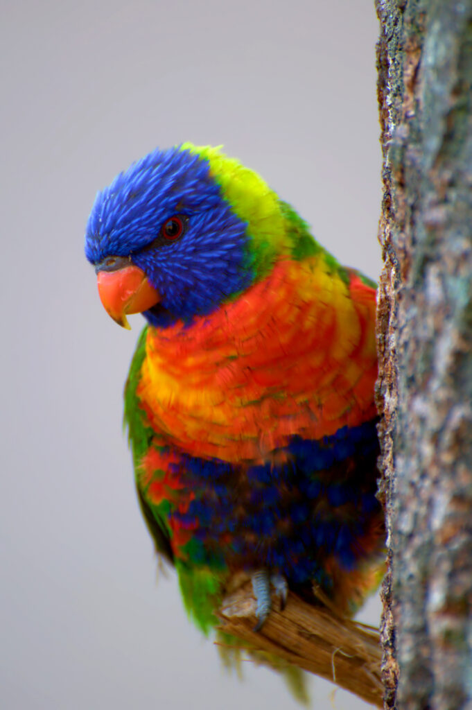 Vibrant Parrot Wallpaper: Colorful Tree Branch Scene