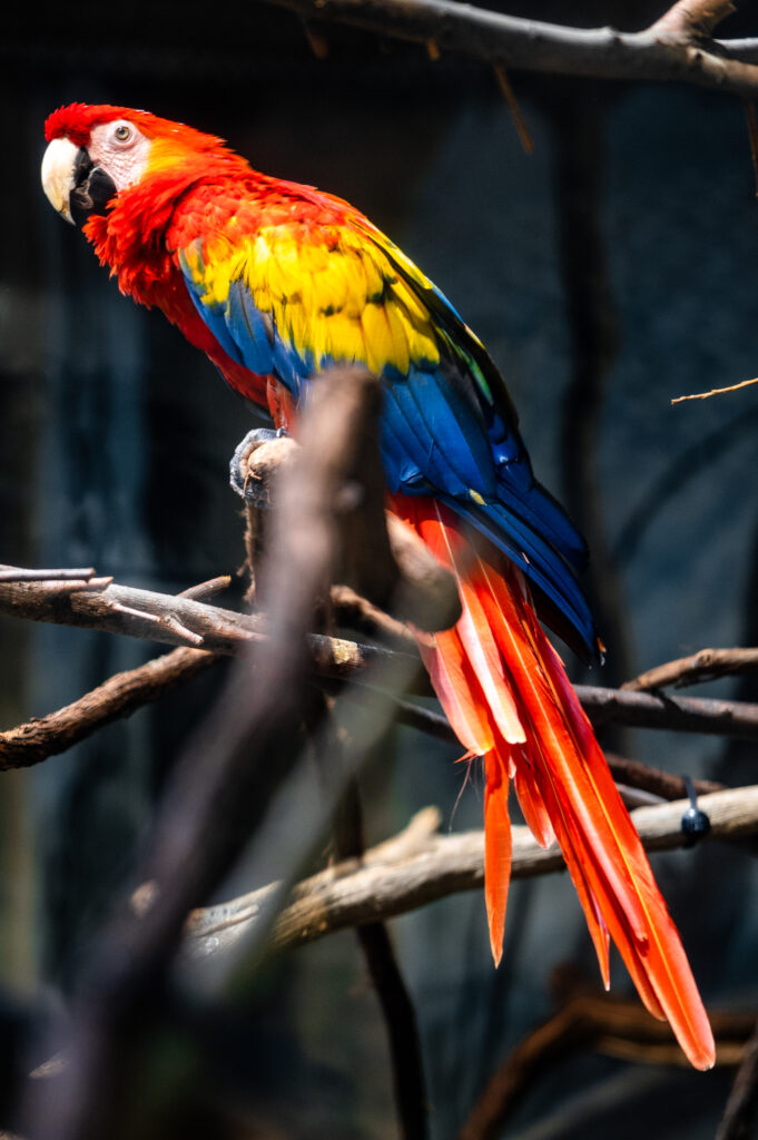 Colorful Parrot Wallpaper: Vibrant Nature Background for Bird Lovers