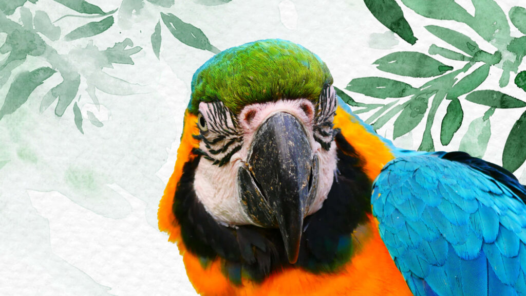 Vibrant Parrot Close-Up Wallpaper with Botanical Green Background