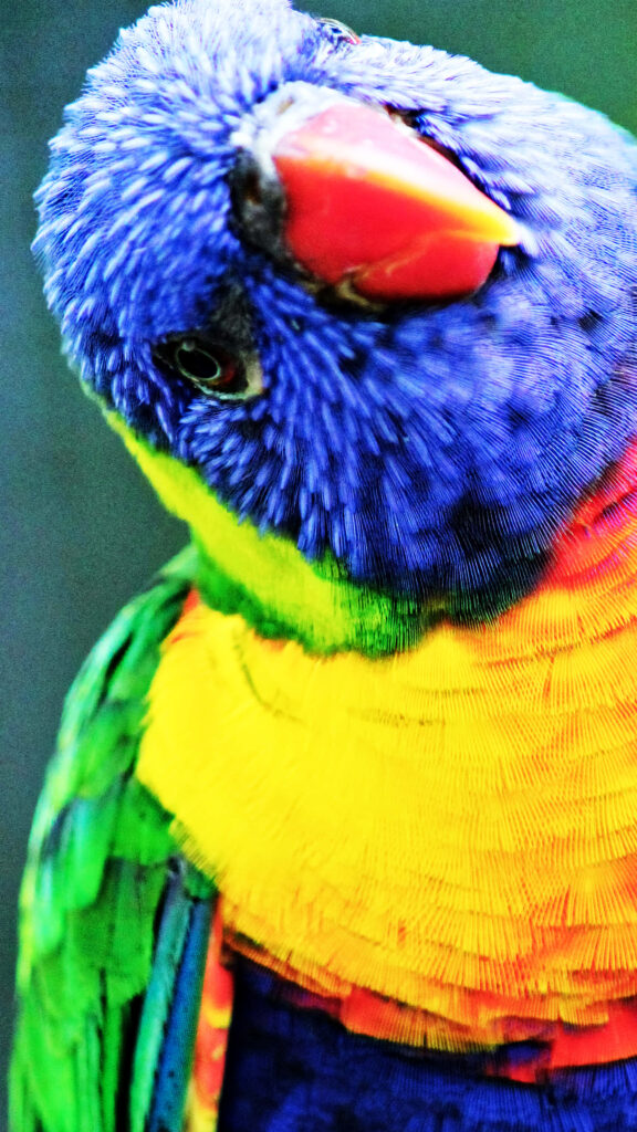 Colorful Parrot Wallpaper: Vibrant Blues, Greens & Yellows