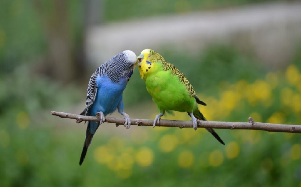 Colorful Parrots on Branch - Vibrant Nature Wallpaper Background