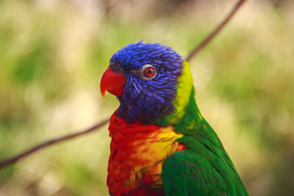 Vibrant Parrot Wallpaper: Colorful Bird Against Blurred Nature Background