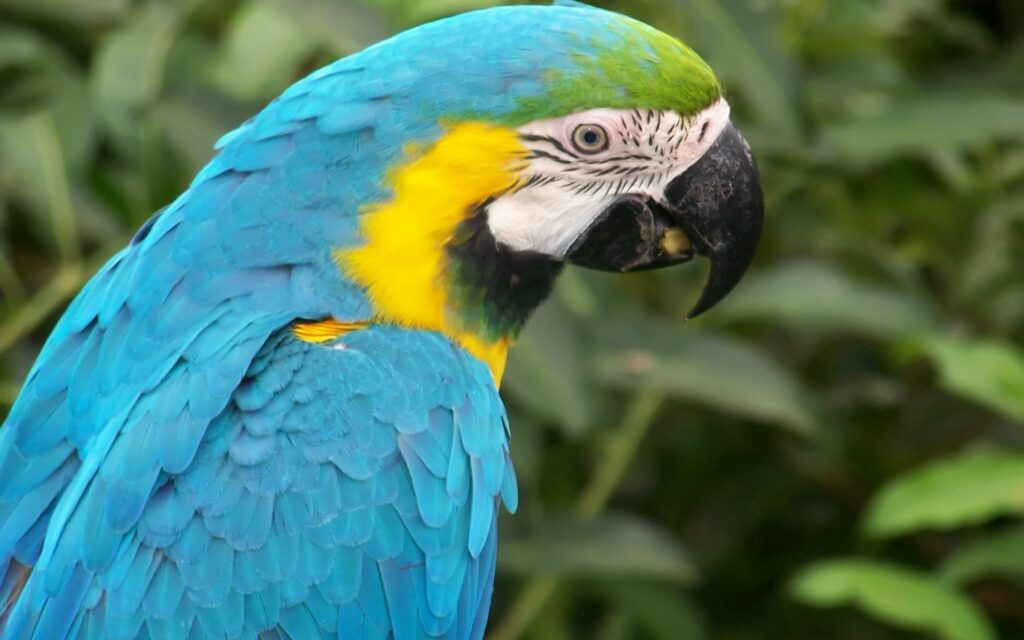 Colorful Parrot Wallpaper with Vibrant Blue and Yellow Feathers
