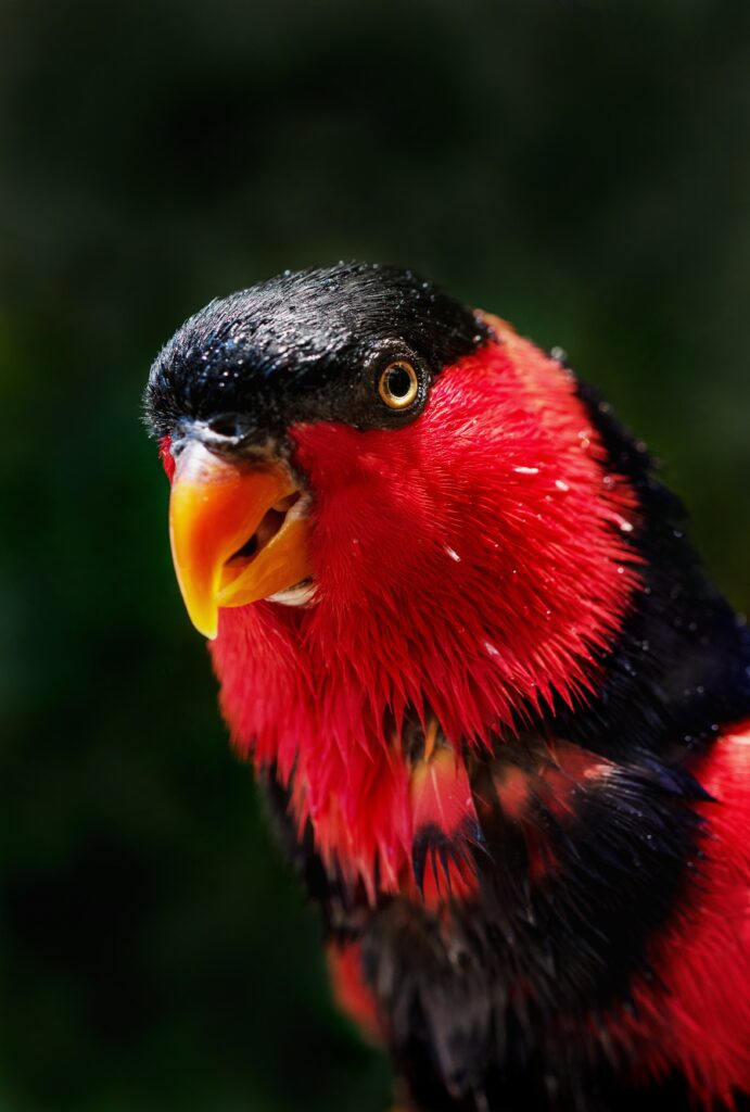 Close-Up of Colorful Parrot Wallpaper with Vibrant Background