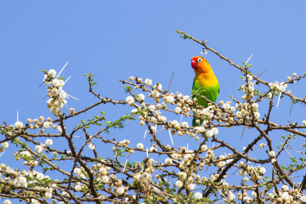 Vibrant Parrot Wallpaper with Blue Sky & Blossoming Tree Background