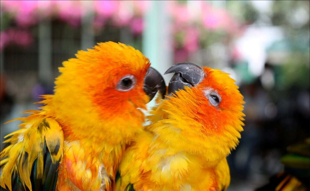 Cheerful Parrots on Vibrant Wallpaper with Sunny Background
