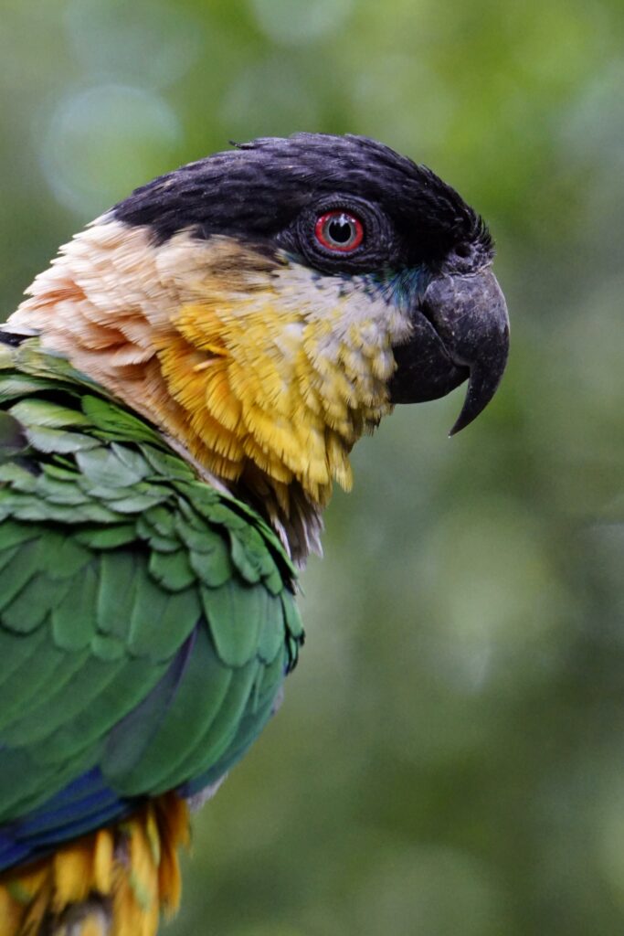 Vibrant Parrot Wallpaper: Colorful Feathers & Natural Beauty