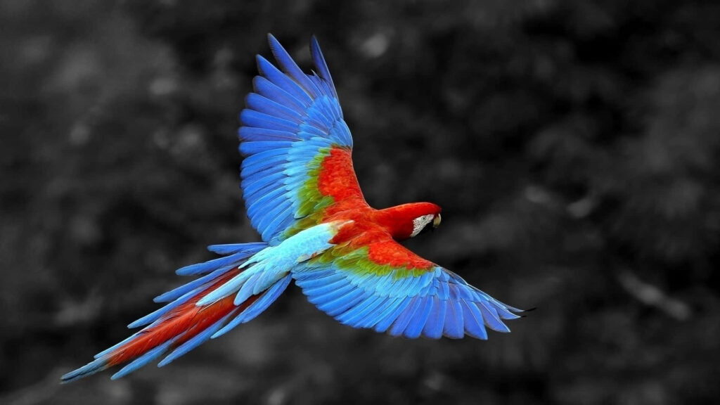 Stunning Vibrant Parrot Wallpaper in Flight - Colorful Feathers