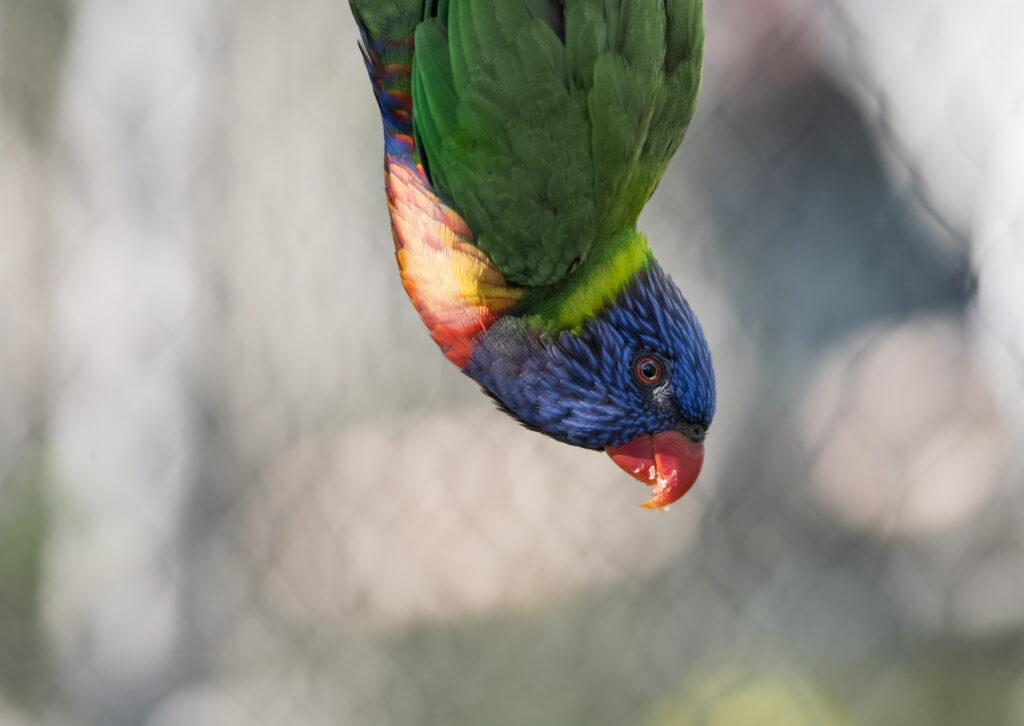 Vibrant Multi-Colored Parrot Wallpaper with Striking Feathers