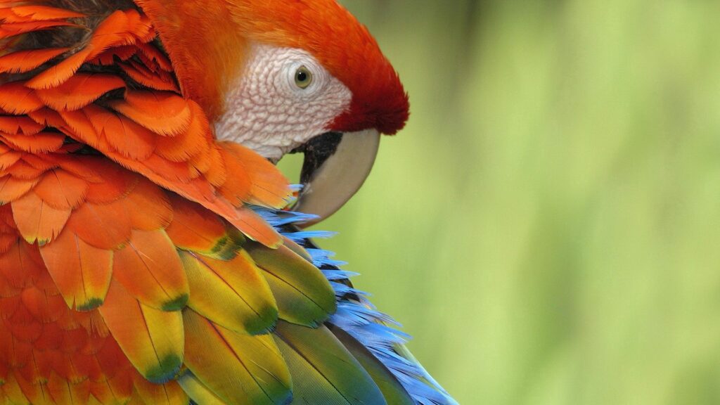 Vibrant Parrot Wallpaper: Stunning Colorful Feathers & Detail