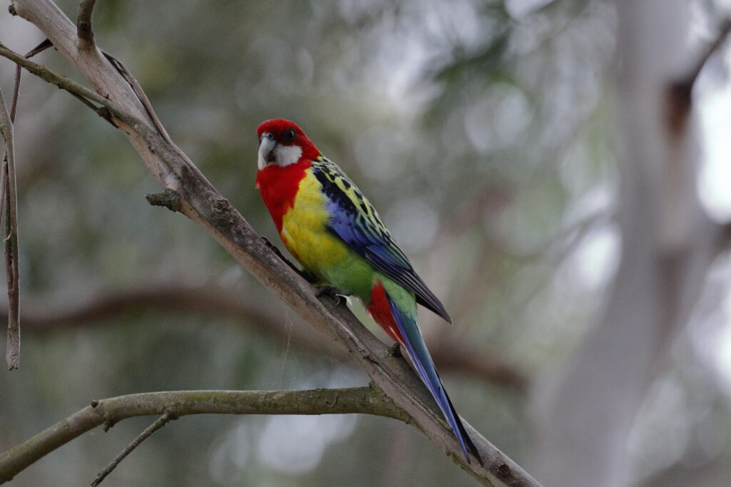 Vibrant Parrot on Branch Showcasing Colorful Feathers in Nature Wallpaper
