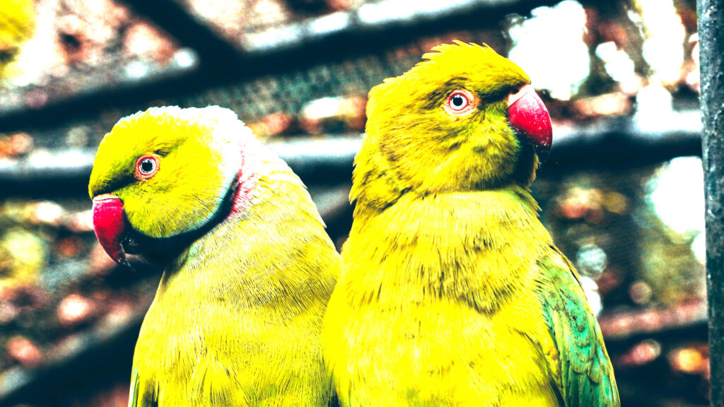 Vibrant Parrots in Yellow-Green Plumage - Nature Wallpaper