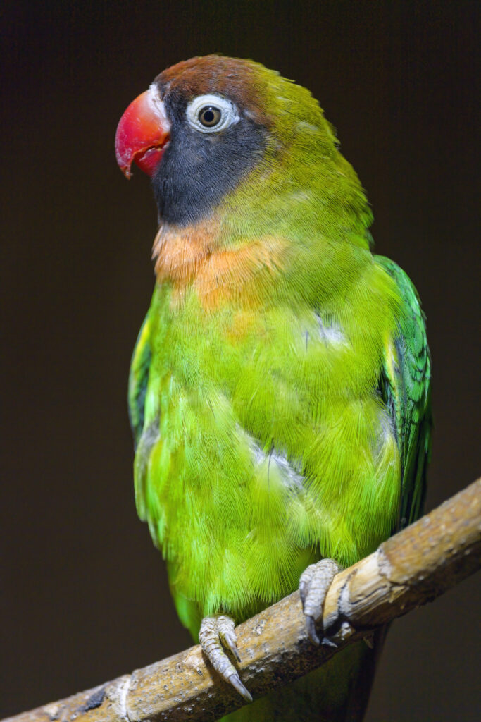 Colorful Parrot Perched on Branch: Vibrant Green, Orange, Brown Feathers Wallpaper