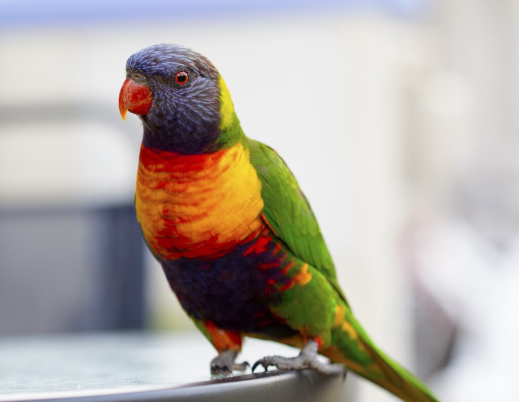 Vibrant Parrot Wallpaper: Colorful Plumage for Nature-Inspired Decor