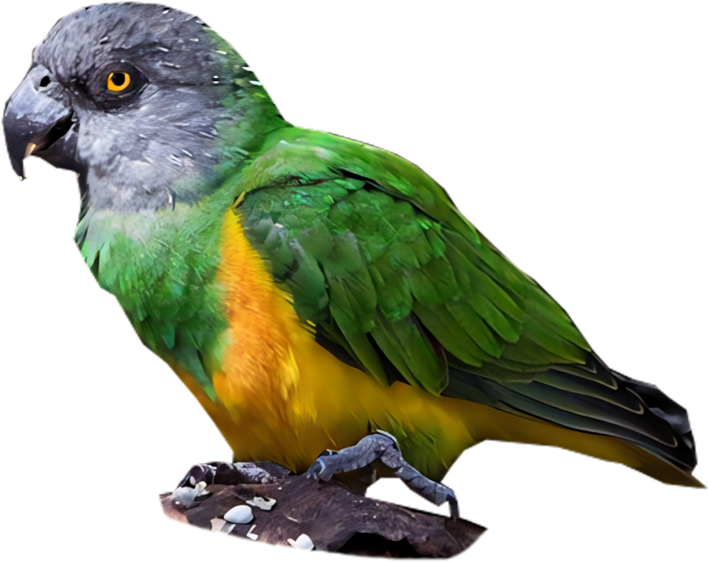 Vibrant Parrot Wallpaper: Colorful PNG with Transparent Background