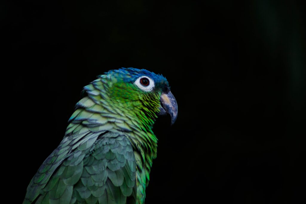Vibrant Parrot Wallpaper: Colorful Plumage on Black Background