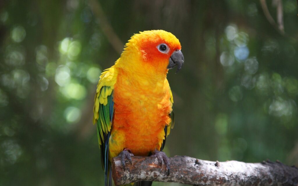 Colorful Parrot Perched on Branch - Vibrant Nature Wallpaper