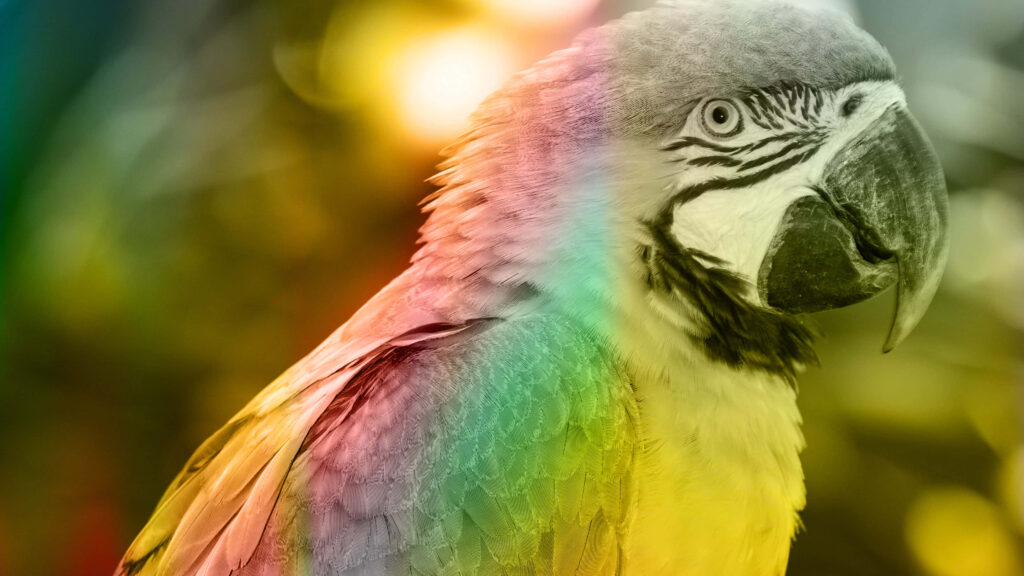 Vibrant Parrot Wallpaper with Color Filters and Soft Blurred Background