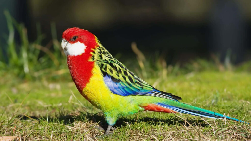 Colorful Parrot on Grass: Vibrant Plumage Wallpaper Background