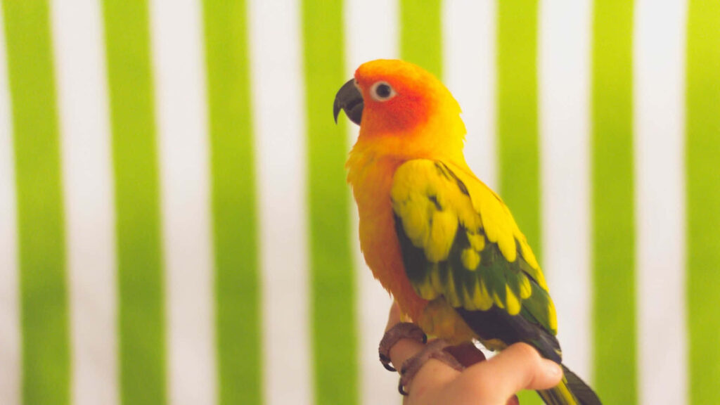 Colorful Parrot on Hand: Vibrant Wallpaper with Green & White Stripes