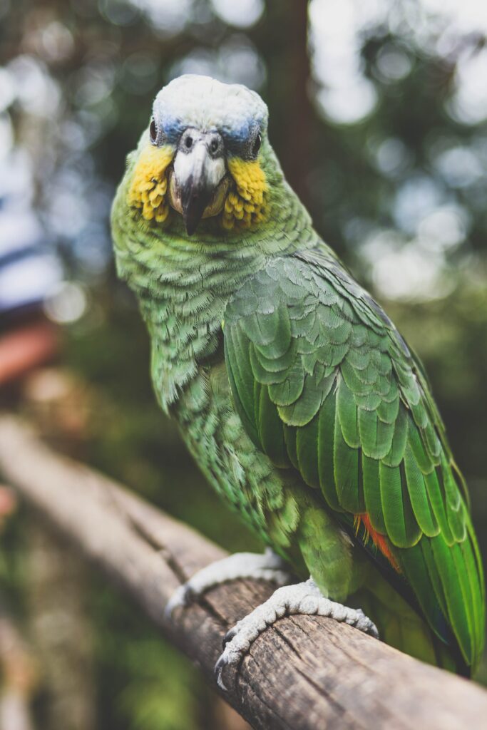 Vibrant Parrot Wallpaper: Lush Green Feathers & Striking Colors