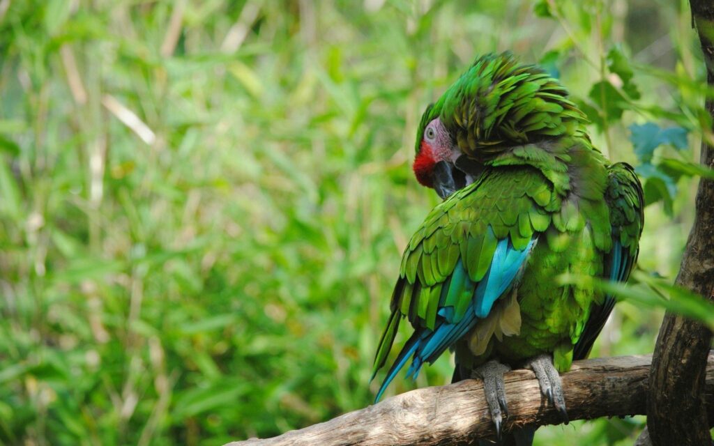 Vibrant Parrot Wallpaper: Lush Green Feathers & Blue Highlights