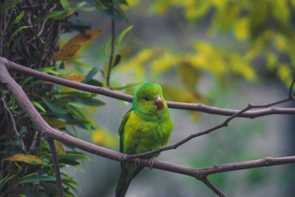 Vibrant Green Parrot Wallpaper: Nature's Serene Beauty