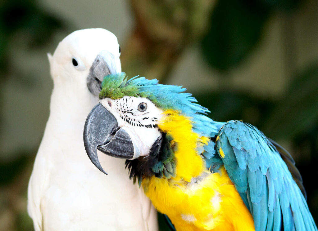 Vibrant Parrots Preening: Colorful Macaw & Cockatoo in Lush Background Wallpaper