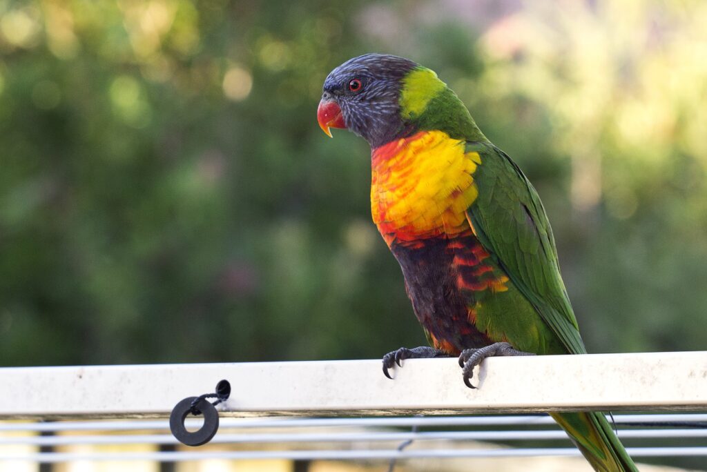 Vibrant Parrot Wallpaper with Exotic Colors and Soft Green Background