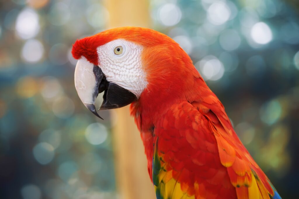 Vibrant Parrot Wallpaper: Striking Red, Orange & Yellow Plumage