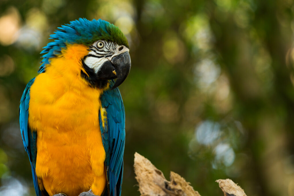 Vibrant Blue & Yellow Parrot Wallpaper with Natural Background