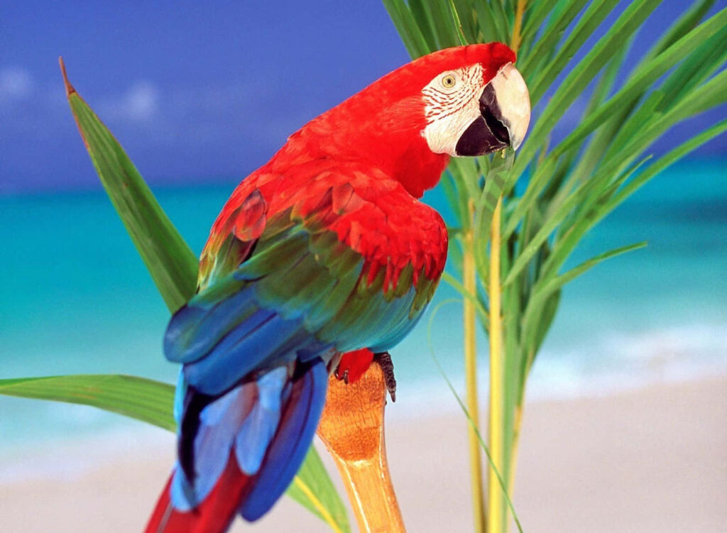 Vibrant Parrot on Tropical Beach: Colorful Wallpaper Background