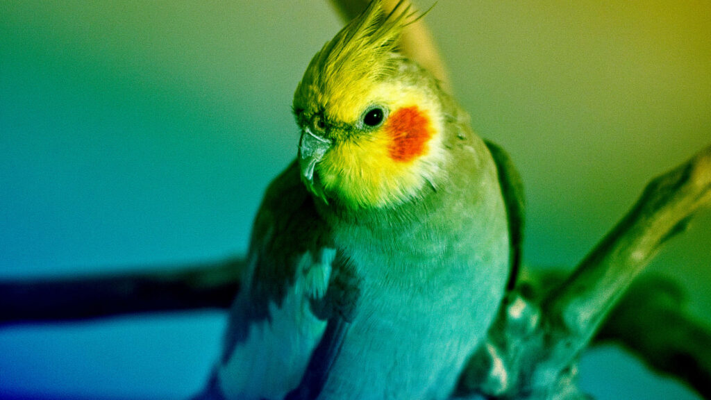 Vibrant Green and Yellow Parrot Wallpaper - Tropical Beauty Background