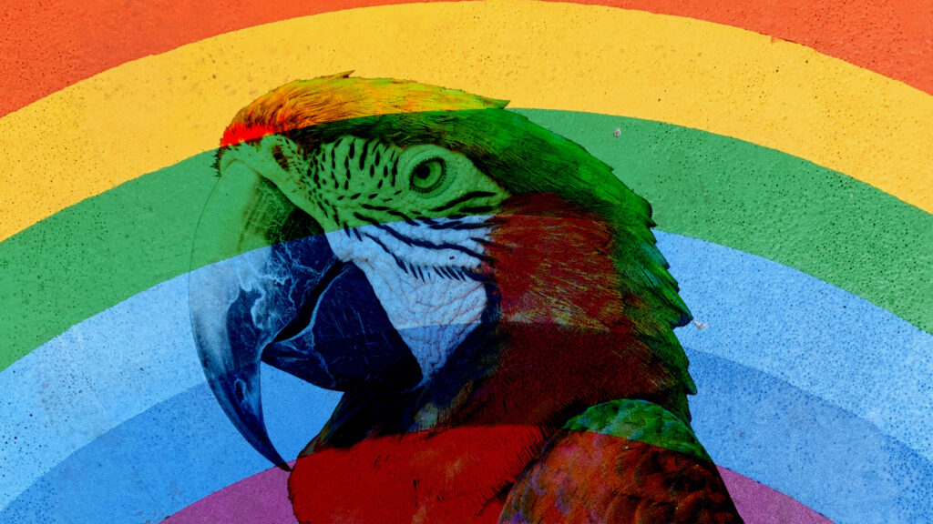 Vibrant Parrot Wallpaper with Colorful Rainbow Background